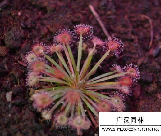 茅膏菜種子