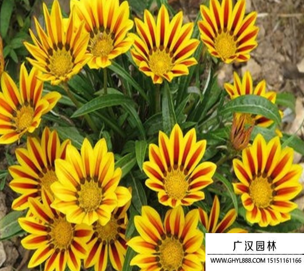 勛章菊