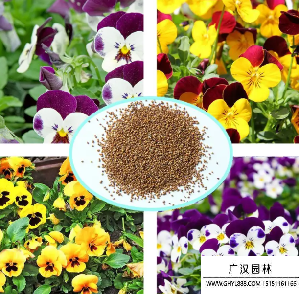 蝴蝶花種子