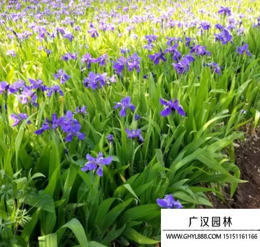 鳶尾