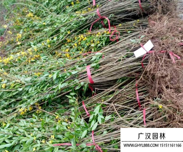 連翹毛球