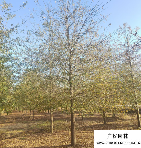 柳葉櫟