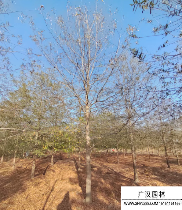 柳葉櫟