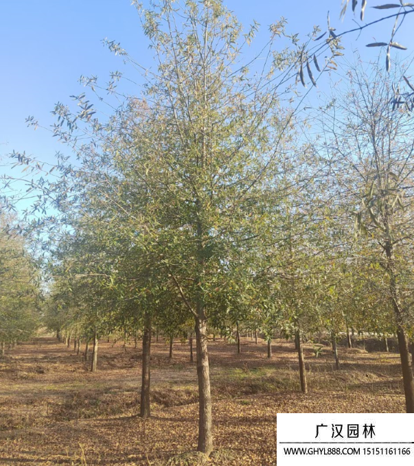 柳葉櫟