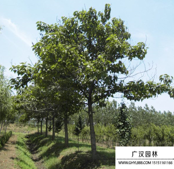 梧桐樹