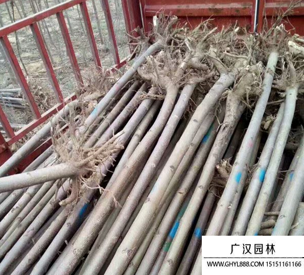 梧桐樹