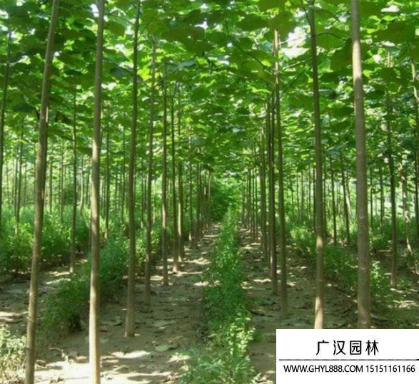 梧桐樹