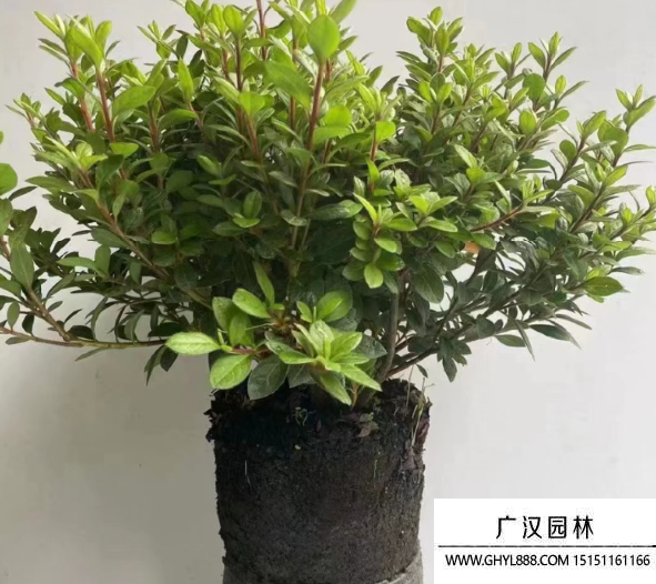 安酷杜鵑