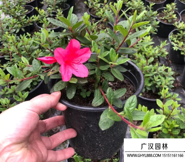 安酷杜鵑