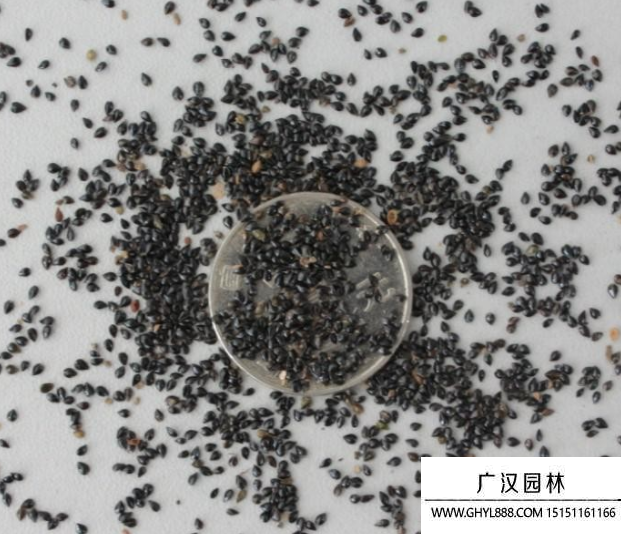 勿忘我種子