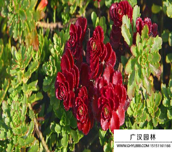 胭脂紅景天