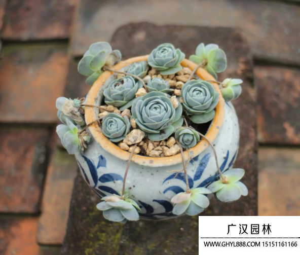 子持蓮華