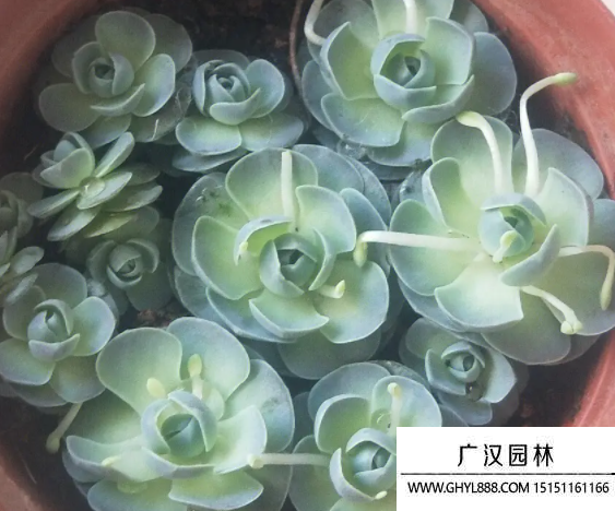 子持蓮華