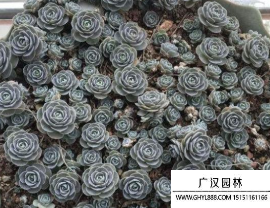 子持蓮華