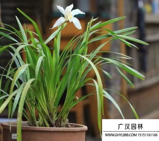 獨占春種子