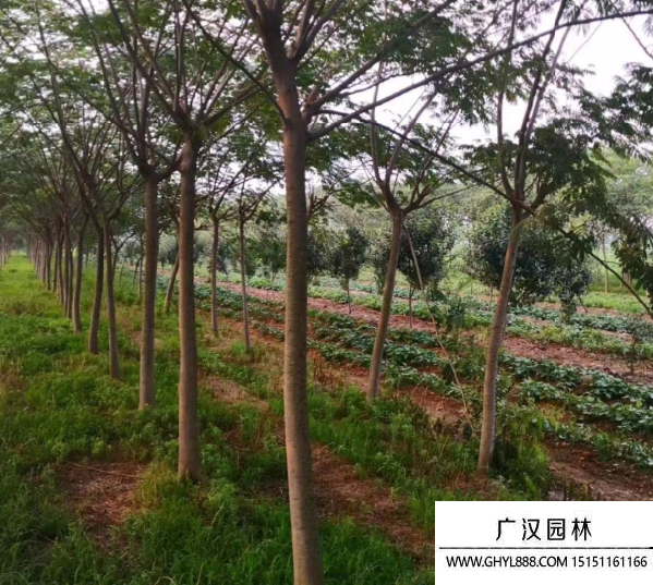 合歡樹