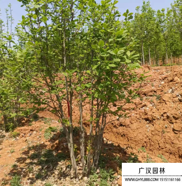 叢生紫玉蘭