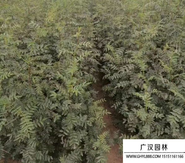 大紅袍花椒苗