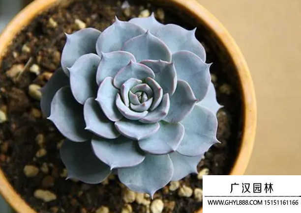 藍石蓮