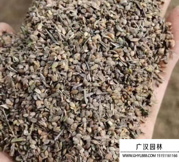 胡枝子種子
