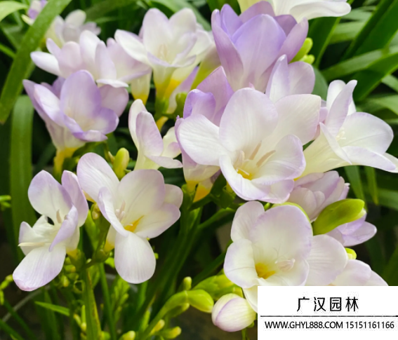 小蒼蘭