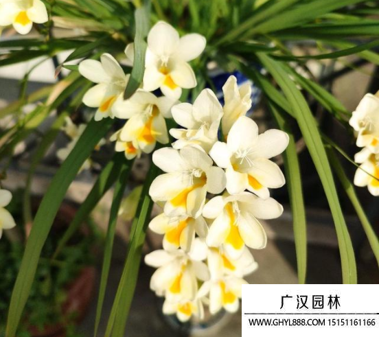 小蒼蘭