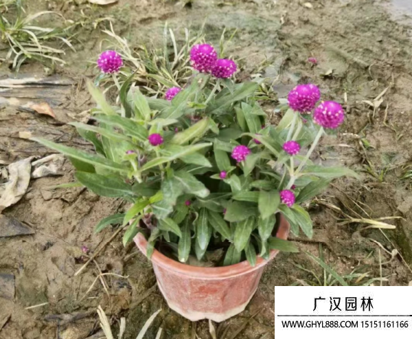 千日紅