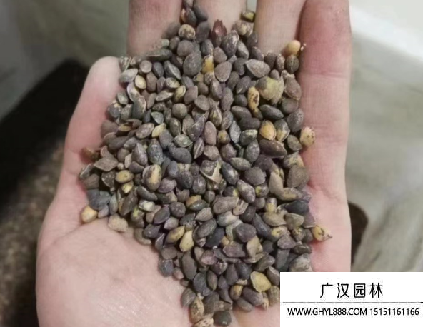 白皮松種子