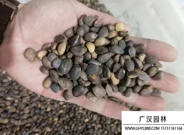 白皮松種子