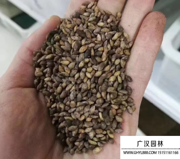 白皮松種子