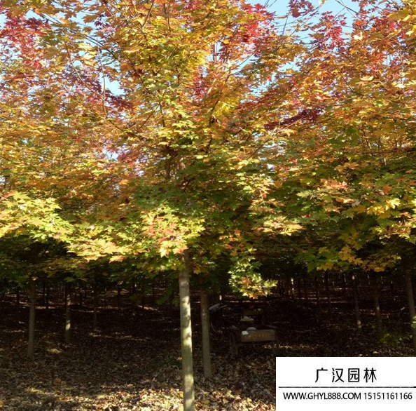 美國紅楓