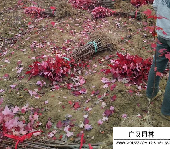 美國紅楓