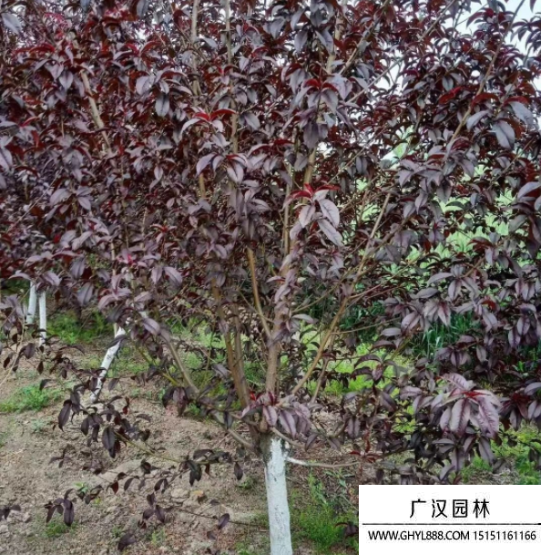 紫葉桃