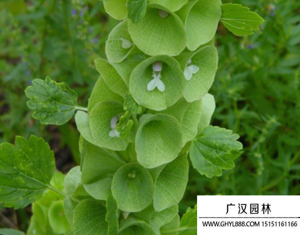 貝殼花