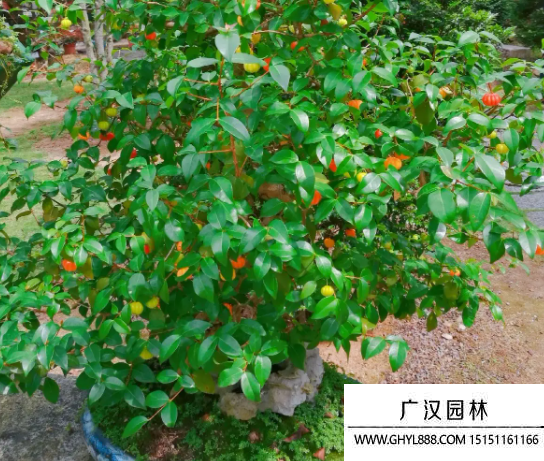 紅果仔