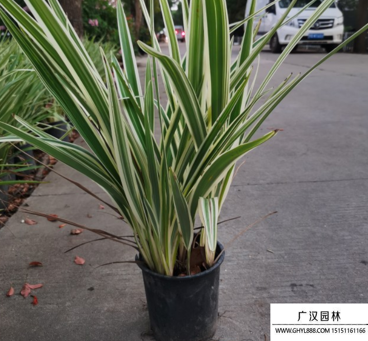 山管蘭