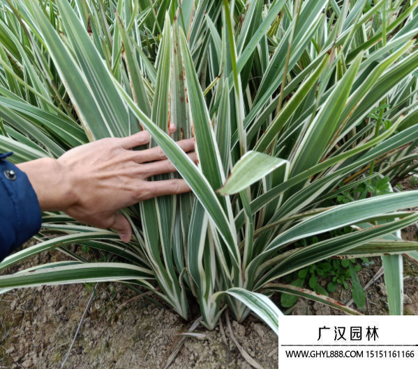 山管蘭