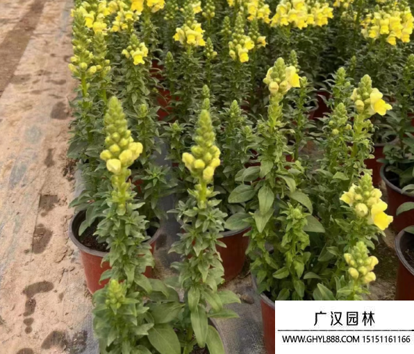 金魚草