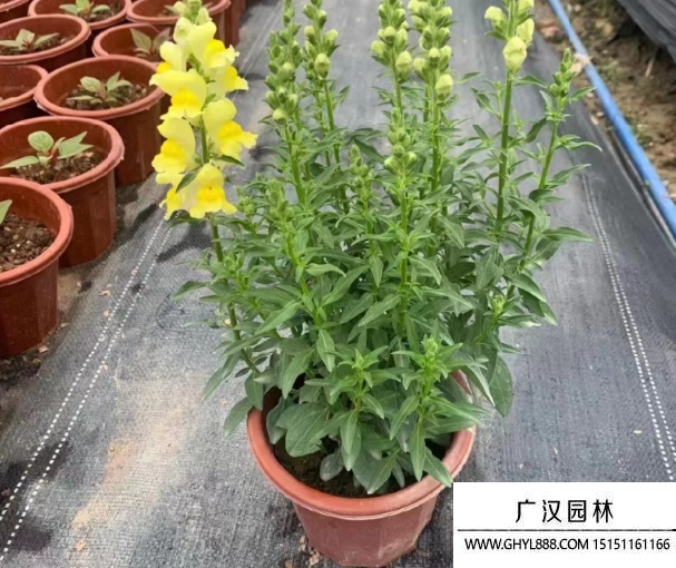 金魚草