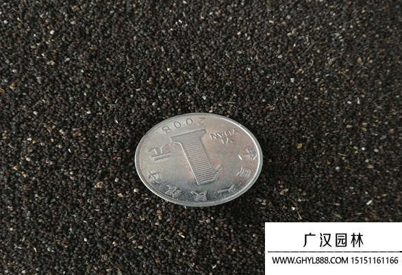 金魚草種子