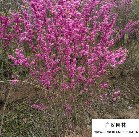 叢生紫荊