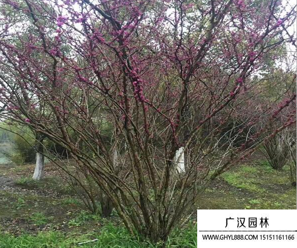 叢生紫荊