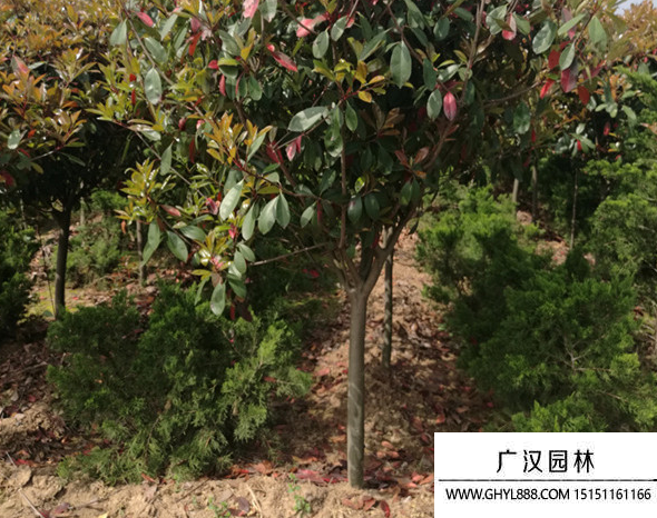獨桿石楠