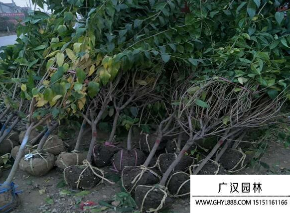 獨桿臘梅