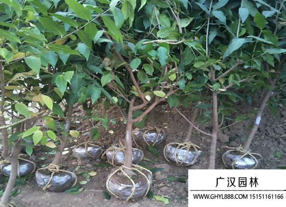 獨桿臘梅