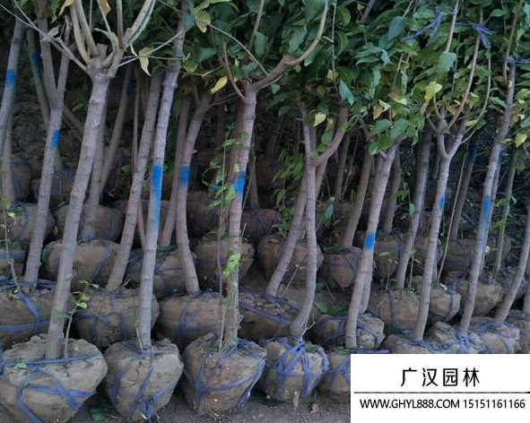 獨桿臘梅
