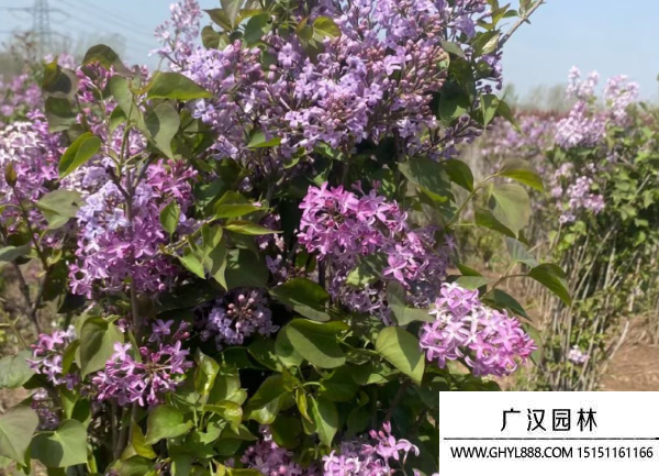 叢生丁香