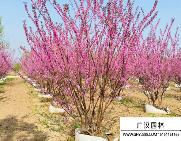 叢生榆葉梅