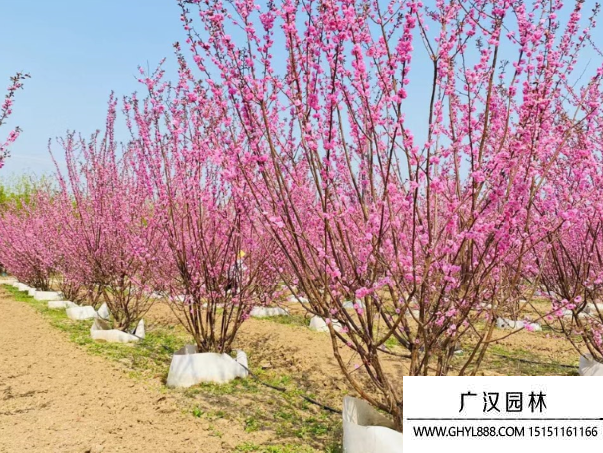 叢生榆葉梅