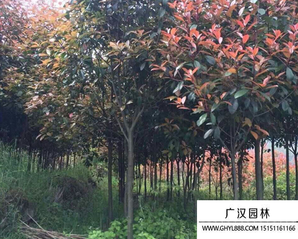 獨桿石楠